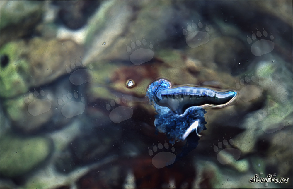 Amenazante Carabela portuguesa a la deriva en la costa de Gansbaai