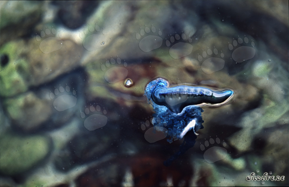 Minacciosa Caravella portoghese alla deriva al largo della costa di Gansbaai