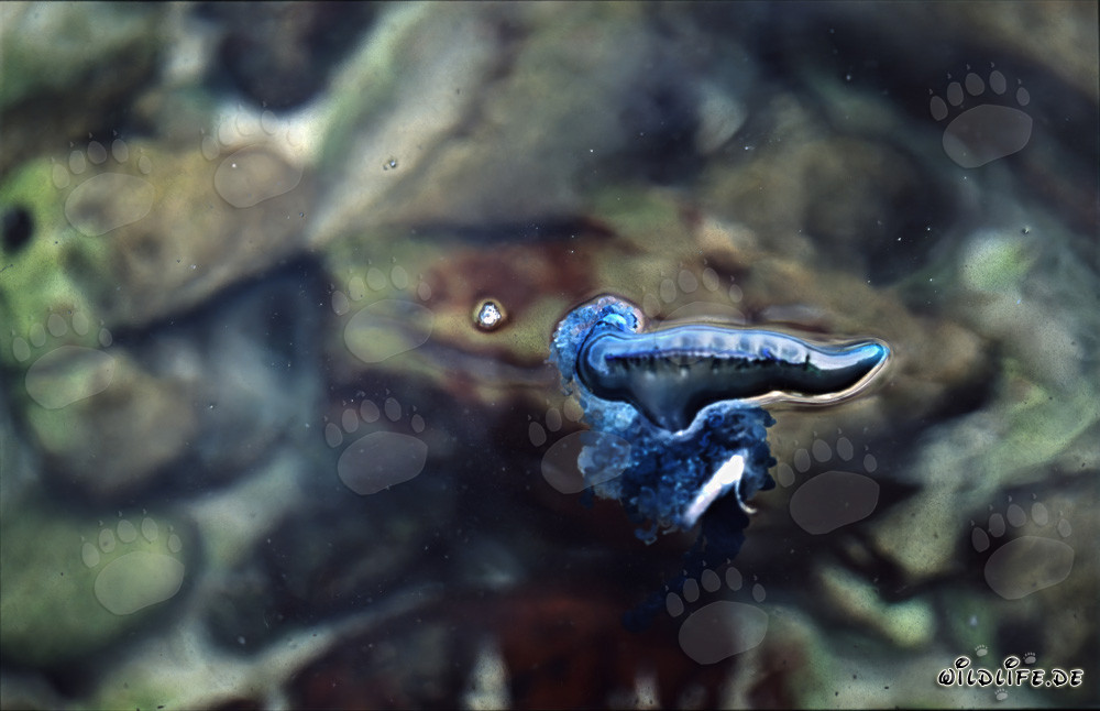 Méduse portugaise menaçante dérive au large de la côte de Gansbaai
