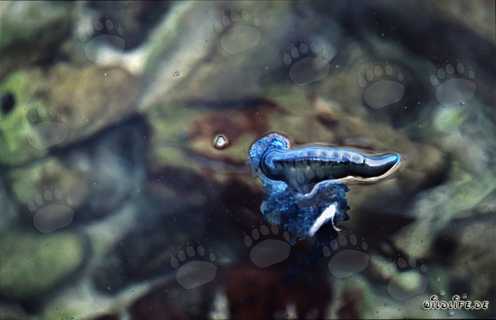 Bedrohliche Portugiesische Galeere treibt an der Küste von Gansbaai