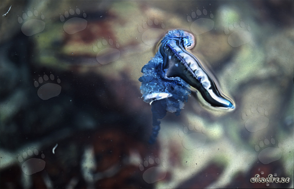 The dangerous and fascinating Blue Bottle
