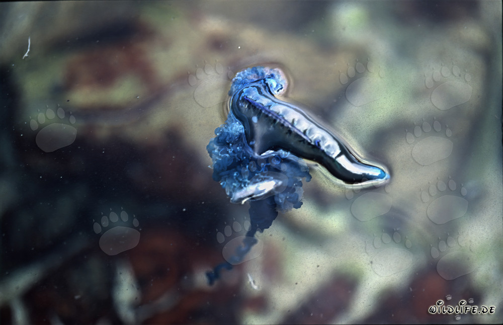 Belleza peligrosa: Los tentáculos de la Carabela Portuguesa en el agua