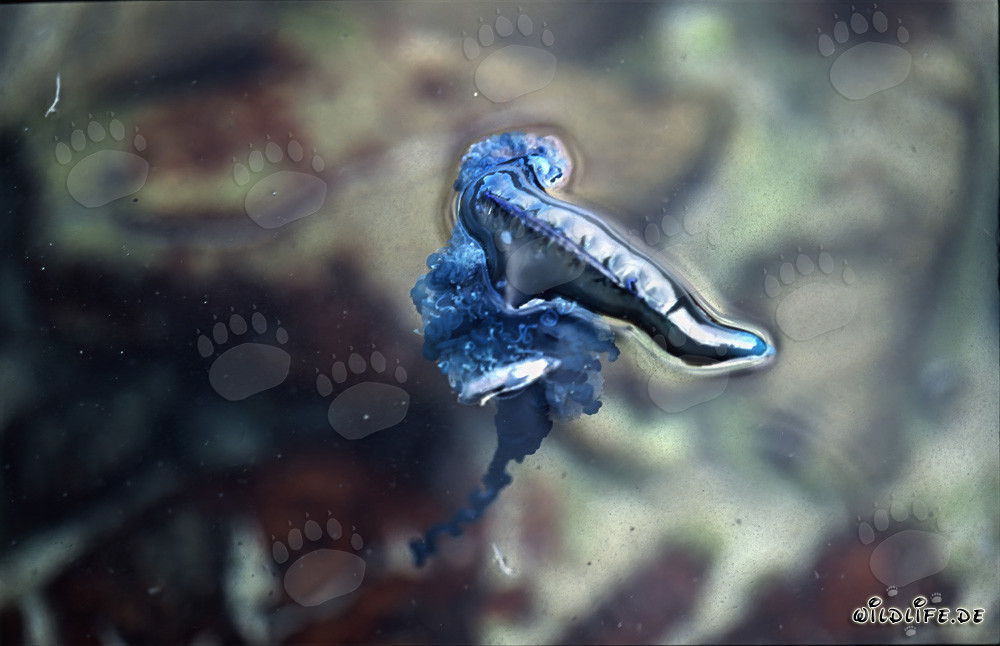 Bellezza pericolosa: I filamenti tentacolari della Caravella Portoghese in acqua