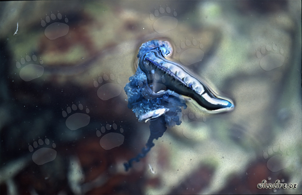 Dangerous Beauty: The Tentacles of the Portuguese Man-of-War in the Water