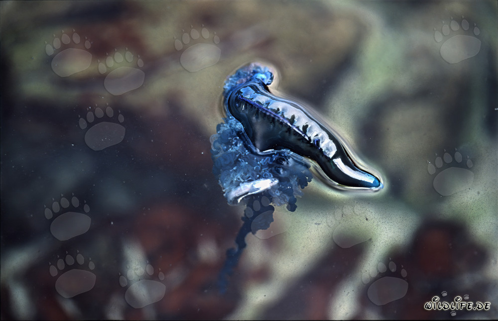 Fascinante Carabela Portuguesa: cuando la belleza se encuentra con el peligro