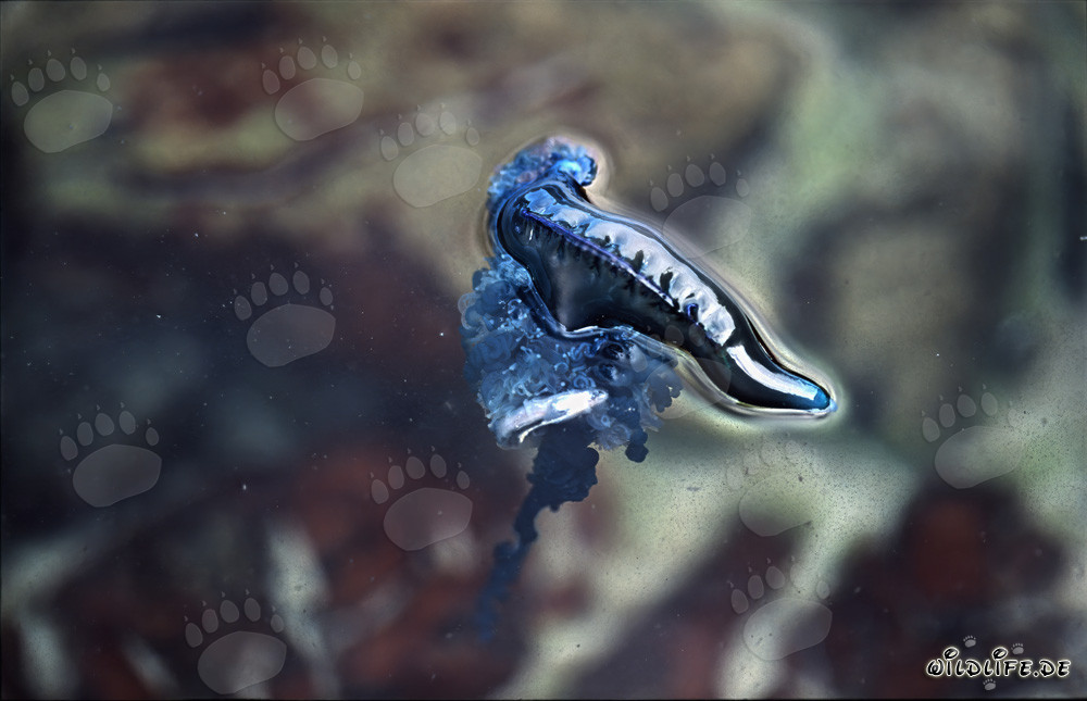 Affascinante Caravella Portoghese: quando la bellezza incontra il pericolo