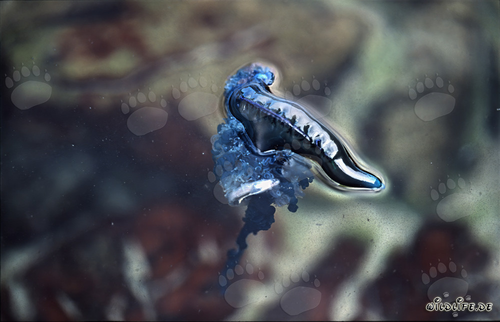 La fascinante Physalie ou Galère portugaise : quand la beauté rencontre le danger