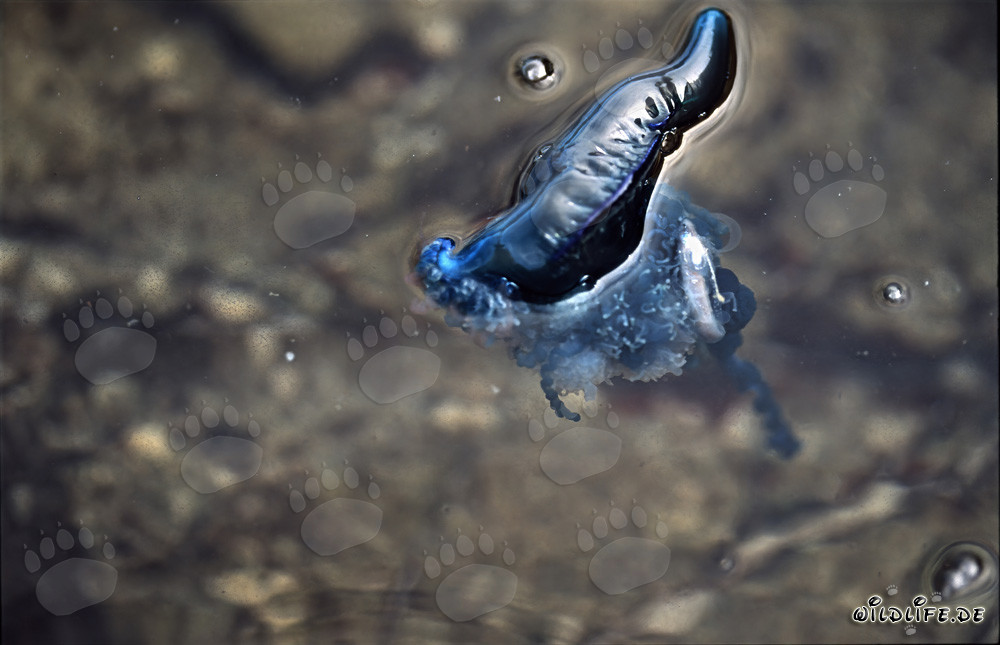 Pericolosa Caravella Portoghese con preda nell'oceano