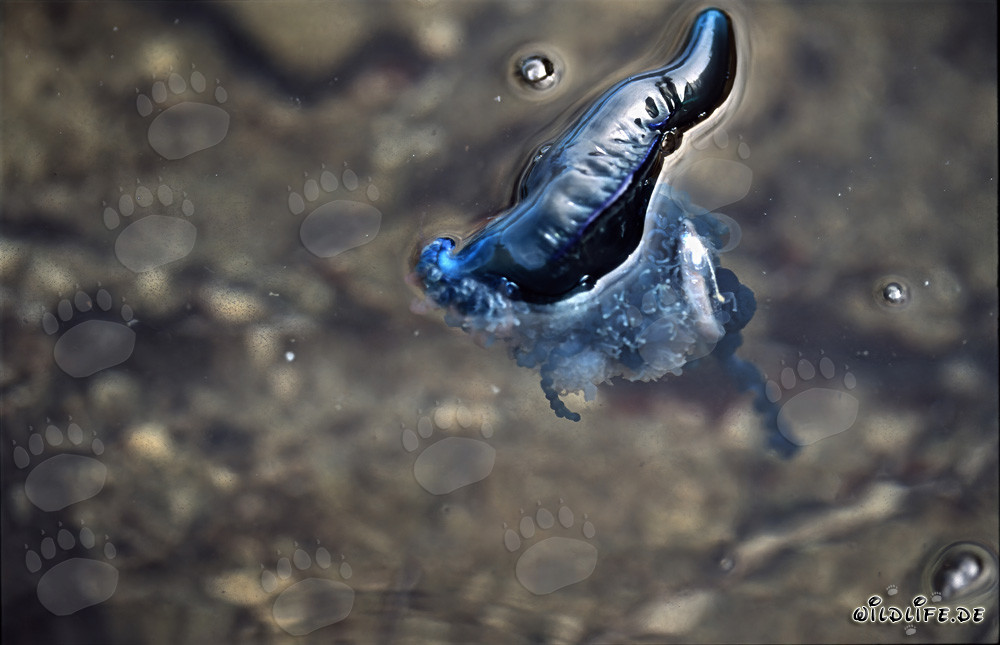 Bedrohliche Portugiesische Galeere mit Beute im Ozean
