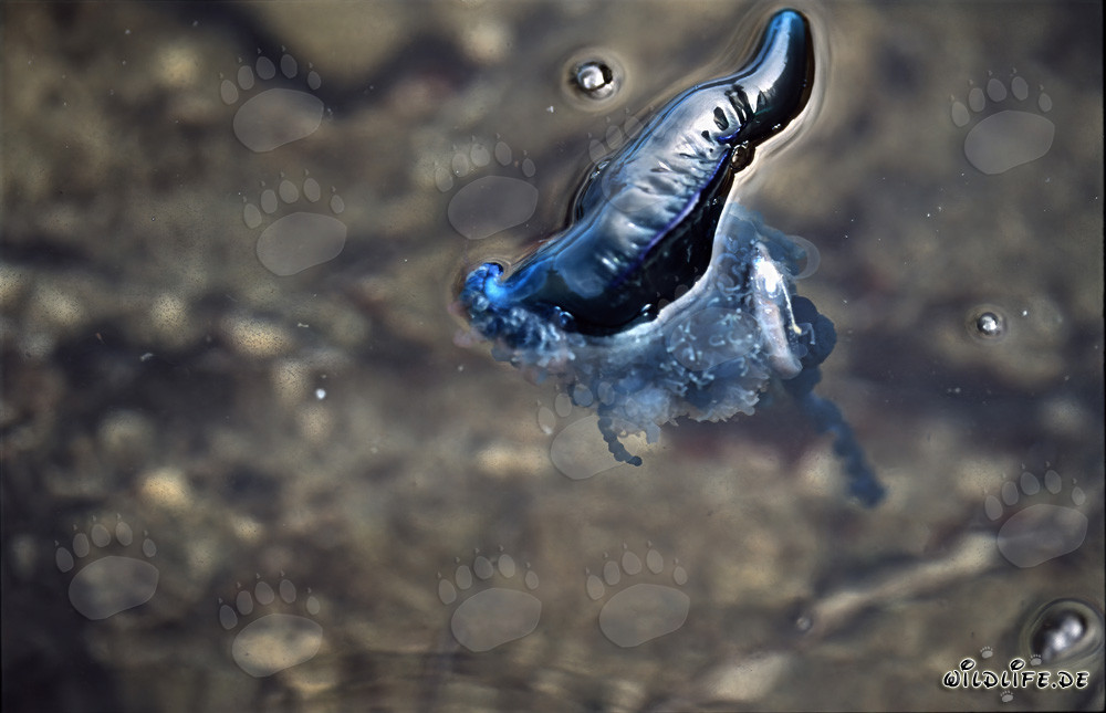 Menacing Portuguese Man-of-War with Prey in the Ocean