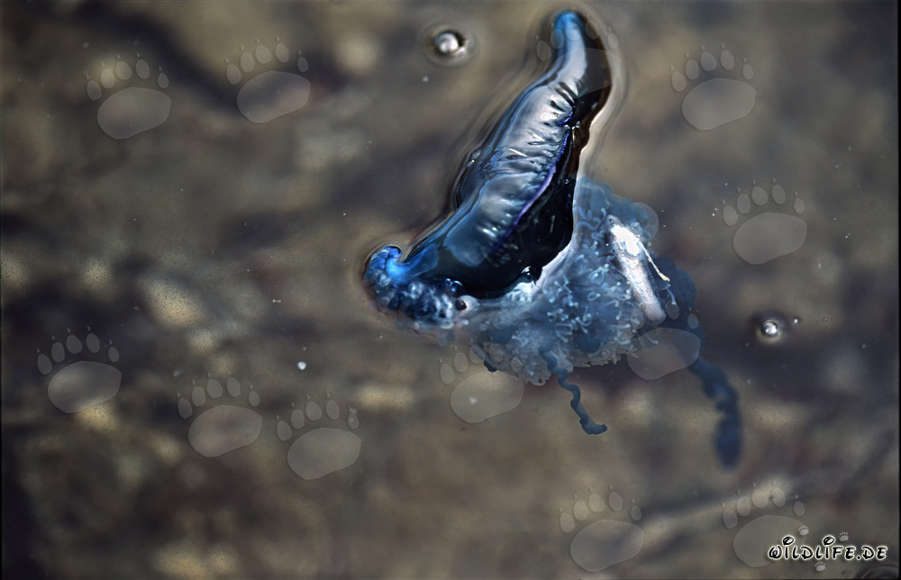 Belleza peligrosa: La Carabela Portuguesa y su aparato de captura perfecto