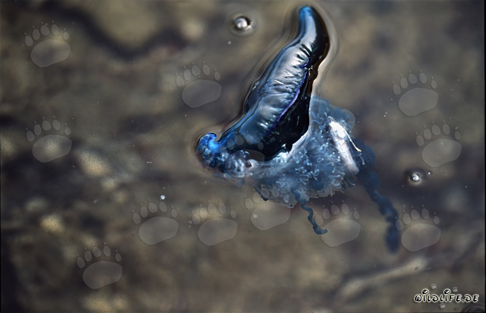 Bellezza pericolosa: La Caravella Portoghese e il suo perfetto apparato di cattura