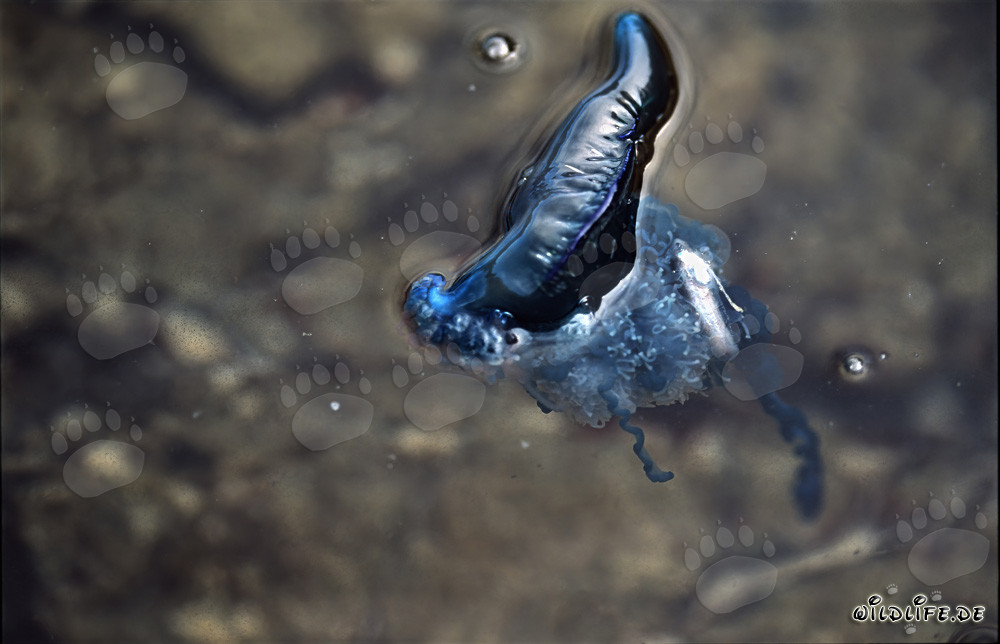 Gefährliche Schönheit: Die Portugiesische Galeere und ihr perfekter Fangapparat