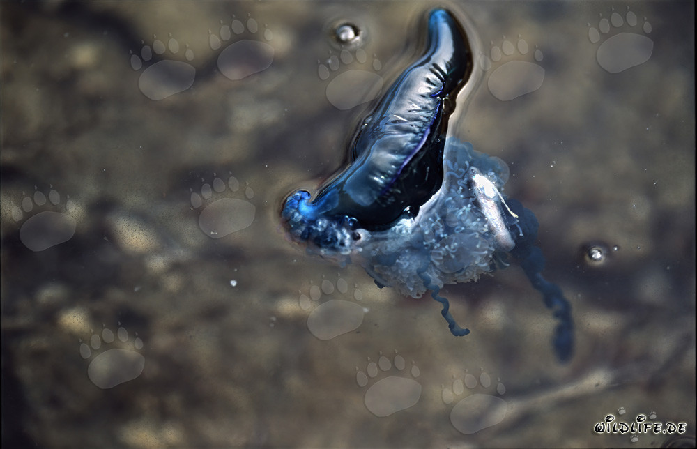 Dangerous Beauty: The Portuguese Man-of-War and its Perfect Predatory Apparatus