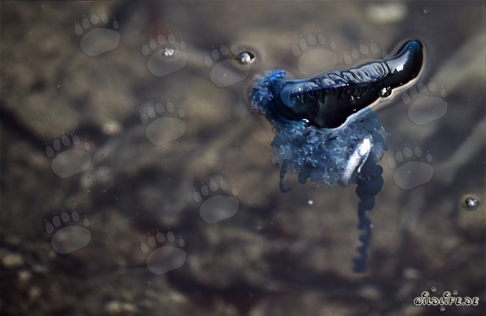 The dangerous Blue bottle jellyfish keeps its prey