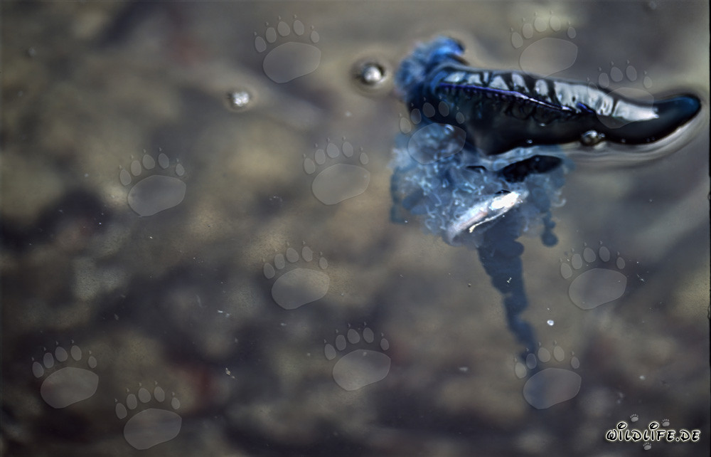 Danger from the depths: The Blue bottle threatens the coast of Gansbaai