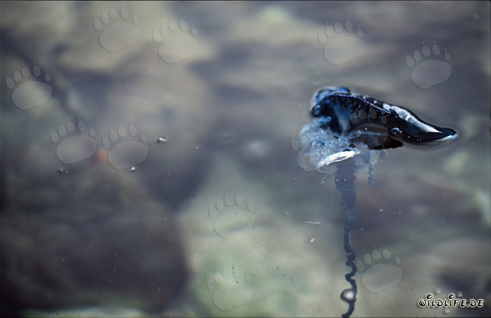 Fascinating Blue Bottle Drifting on the Sea