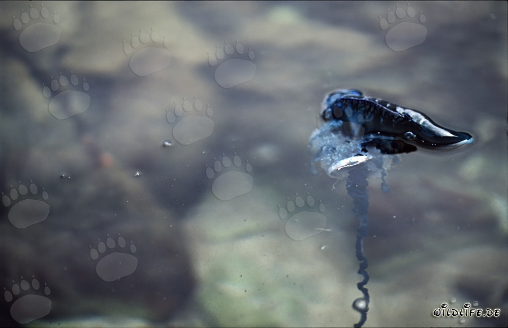 Fascinante Physalie flottant sur la mer