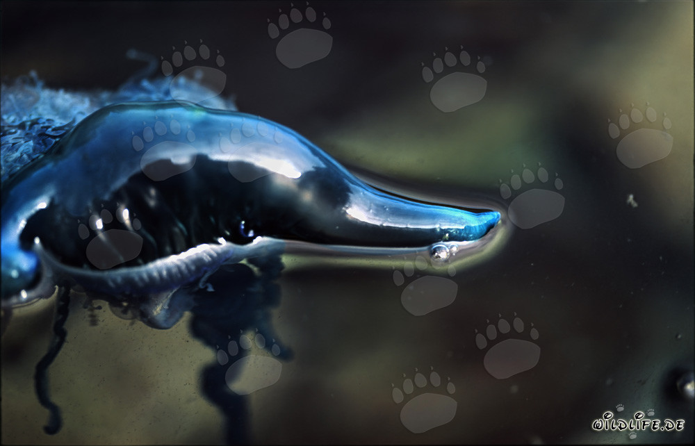 Cuerpo flotante fascinante de la Carabela Portuguesa