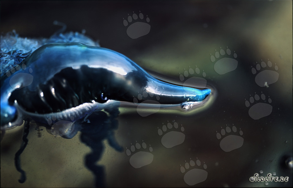 Corpo galleggiante affascinante della Caravella Portoghese