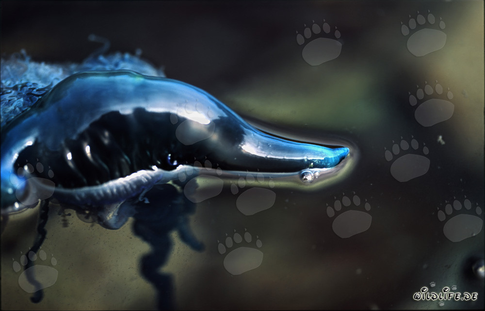 Corps flottant fascinant de la Physalie