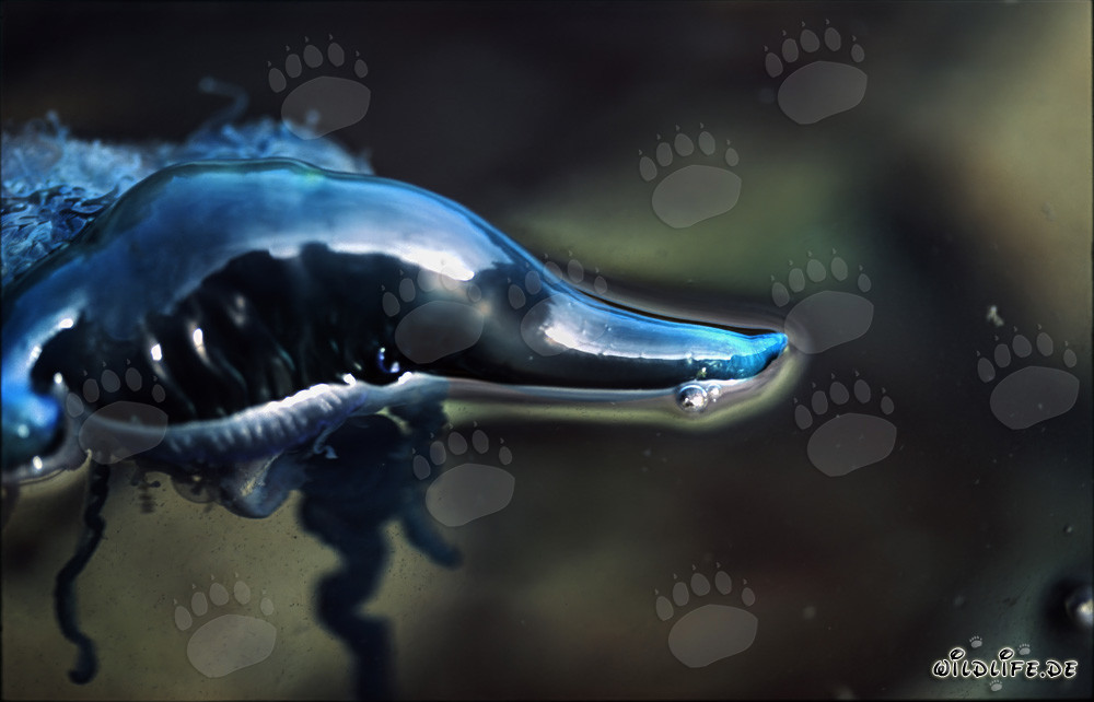 Faszinierender Schwimmkörper der Portugiesischen Galeere