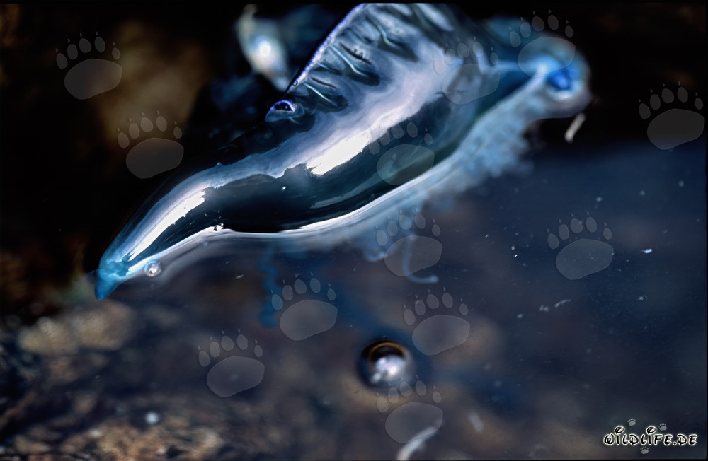 Carabela portuguesa peligrosa a la deriva con flotadores llenos de gas