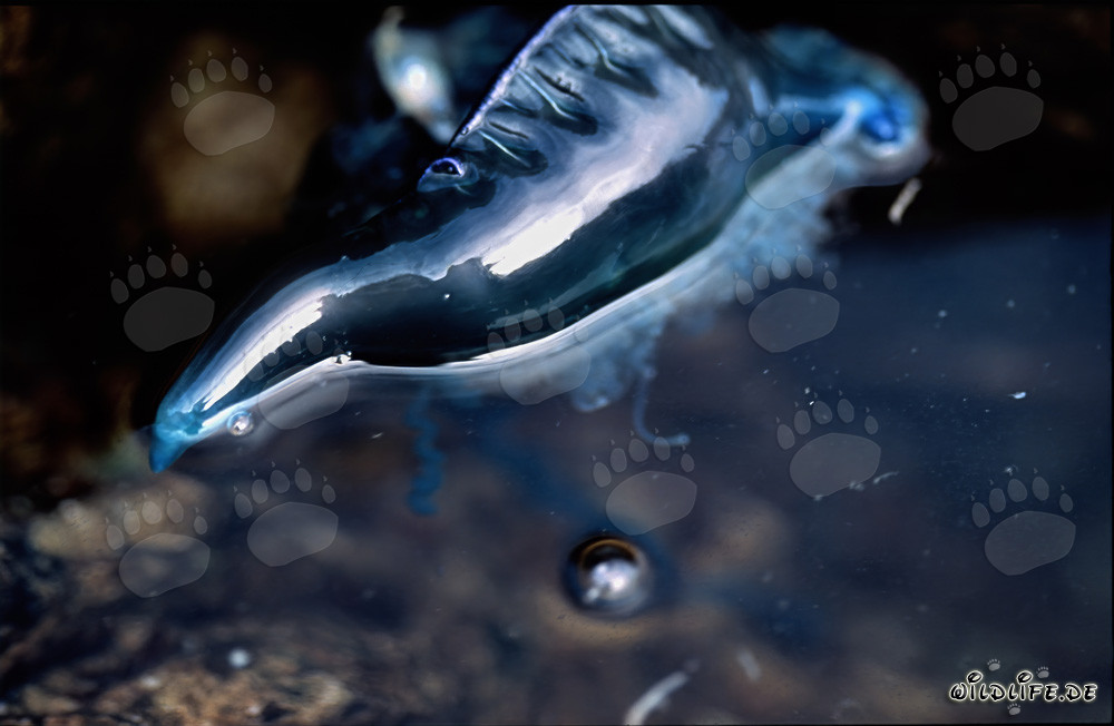 Pericolosa caravella portoghese alla deriva con galleggianti riempiti di gas