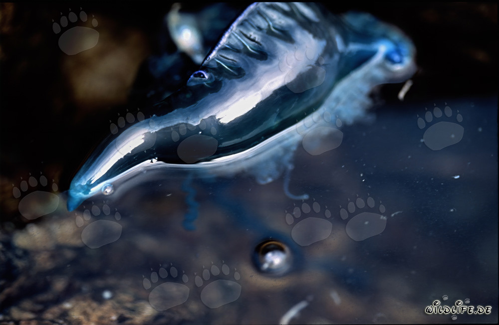 Physalie portugaise dangereuse dérive avec des flotteurs remplis de gaz