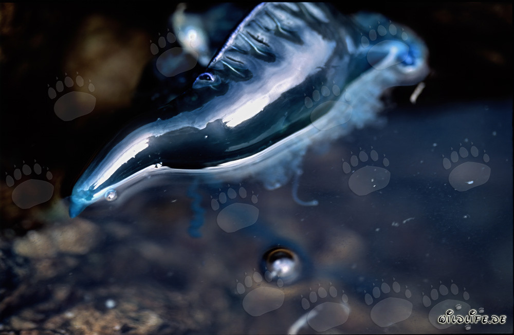 Gefährliche Portugiesische Galeere treibt mit gasgefüllten Schwimmkörpern