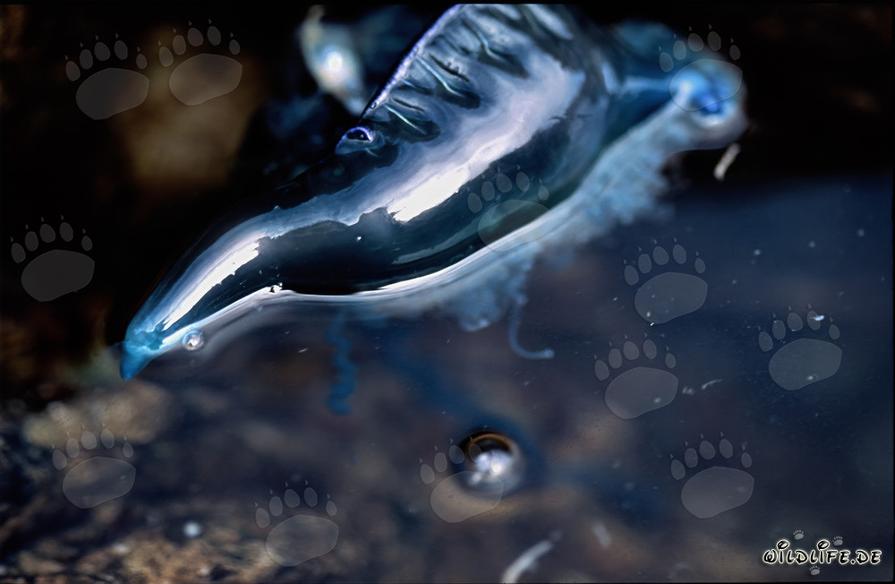 Dangerous Portuguese Man-of-War drifting with gas-filled floaters