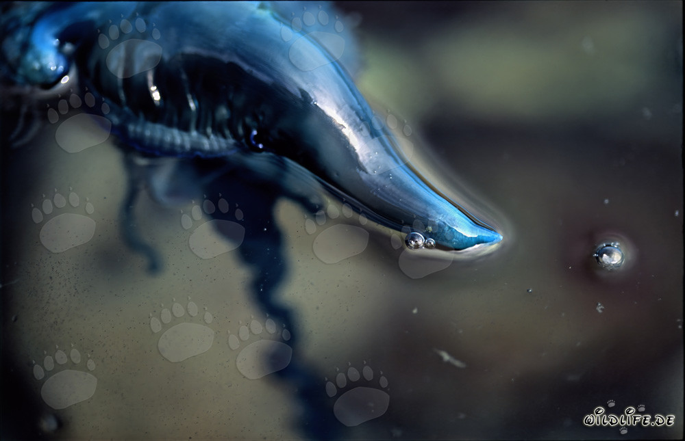 Carabela portuguesa - Una belleza peligrosa del mar