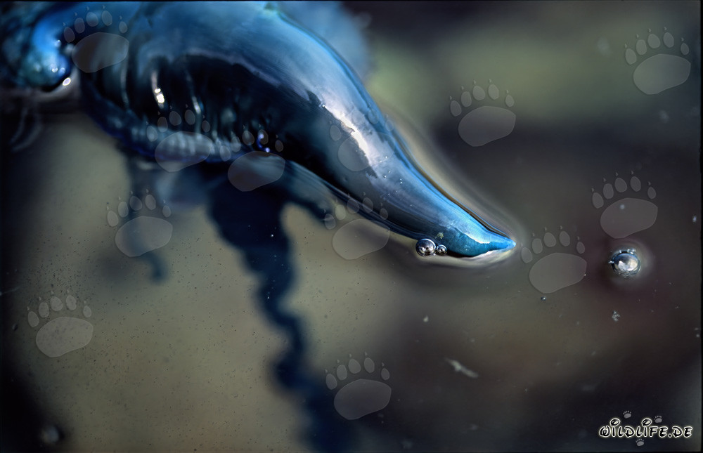 Caravella portoghese - Una bellezza pericolosa del mare