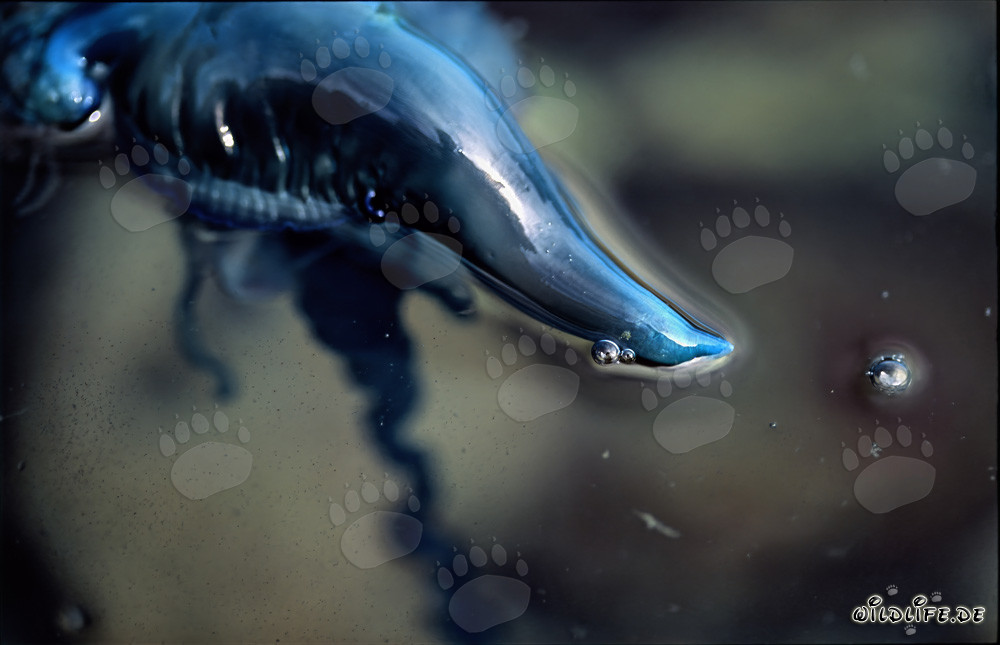 Galère portugaise - Une beauté dangereuse des mers