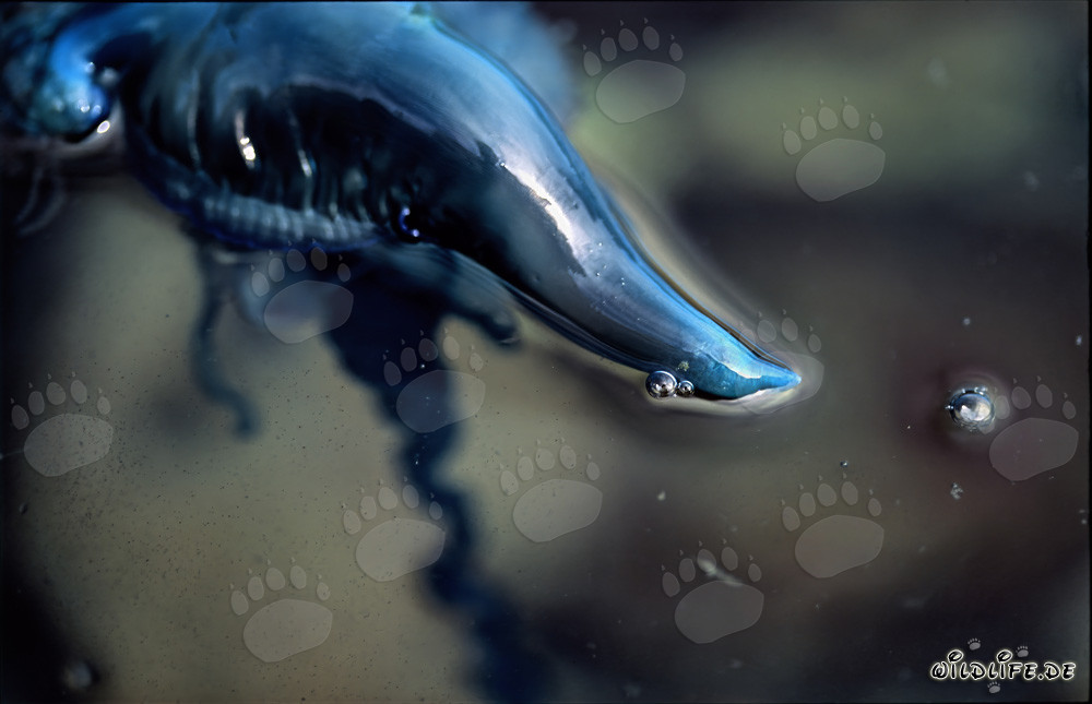 Portugiesische Galeere - Eine gefährliche Schönheit des Meeres