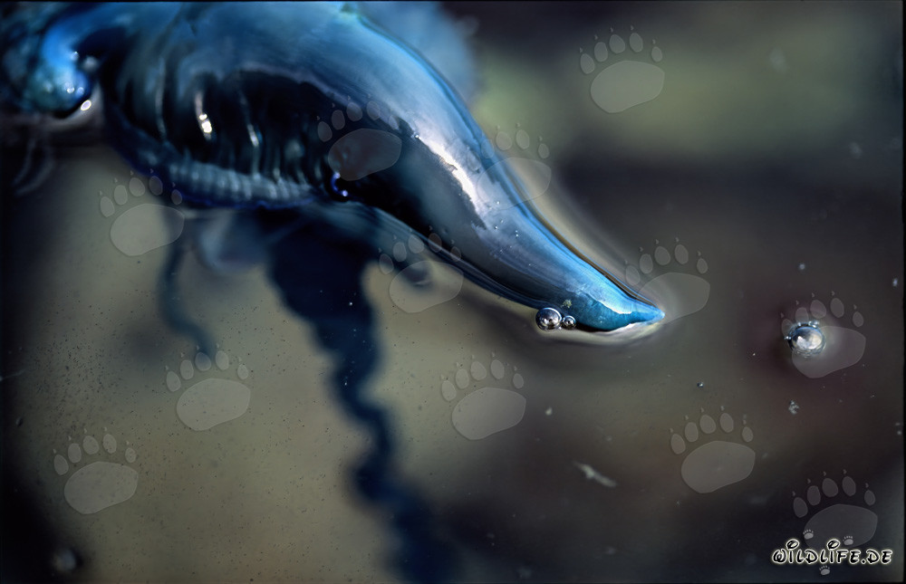 Portuguese Man-of-War - A Dangerous Beauty of the Sea