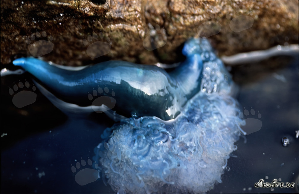 The danger lurks under the gas bubble of the Portuguese Man-of-War