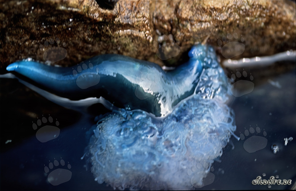 Danger beneath the gas bladder: The Portuguese man o' war lurking in the ocean