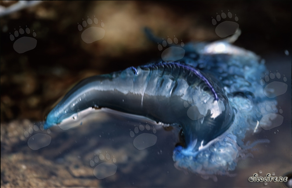 Dangerous Beauty: The Blue Bottle Floating on the Water Surface
