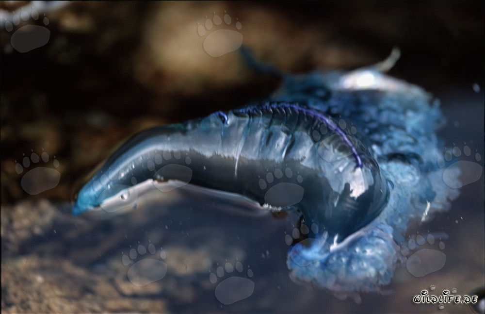 Belleza peligrosa: La Carabela Portuguesa en la superficie del agua