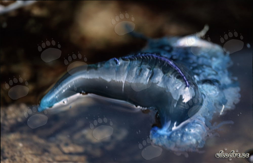 Gefährliche Schönheit: Die Portugiesische Galeere auf der Wasseroberfläche