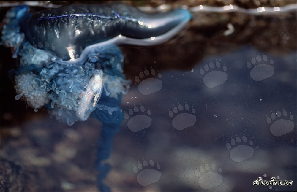 Dangerous Beauty: The Portuguese Man-of-War with its Long Tentacles