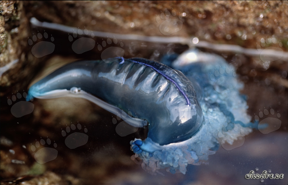 La peligrosa Carabela portuguesa - Physalia utriculus