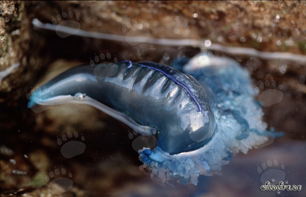 Die gefährliche Portugiesische Galeere - Physalia utriculus