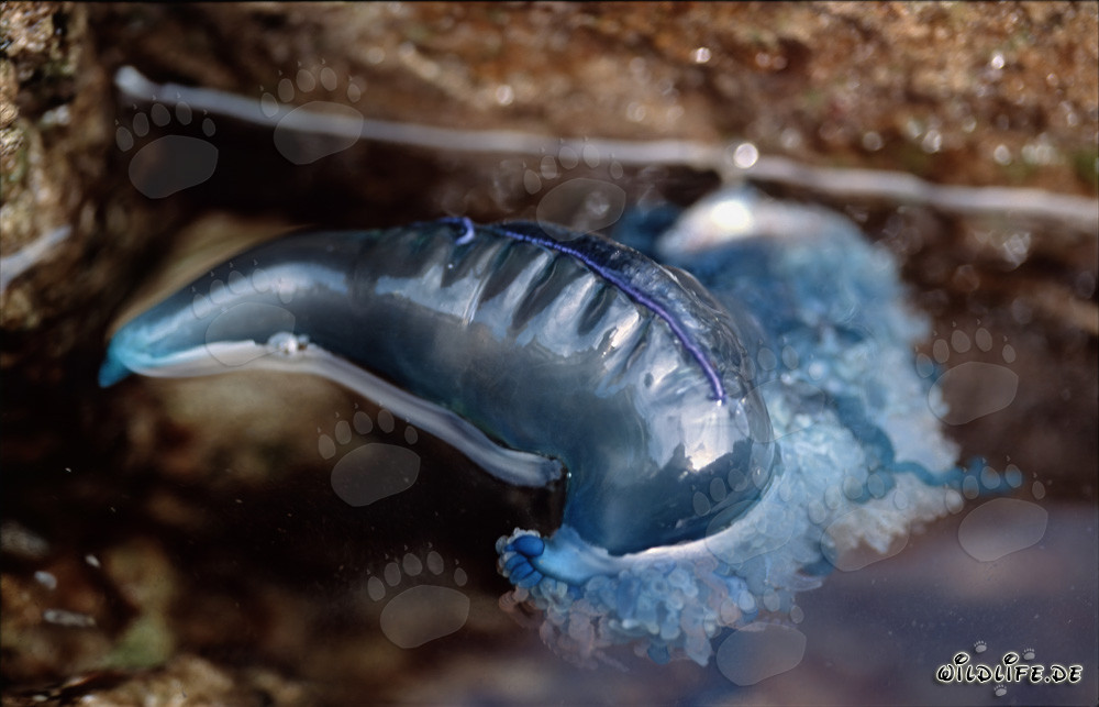 The Dangerous Portuguese Man-of-War - Physalia utriculus