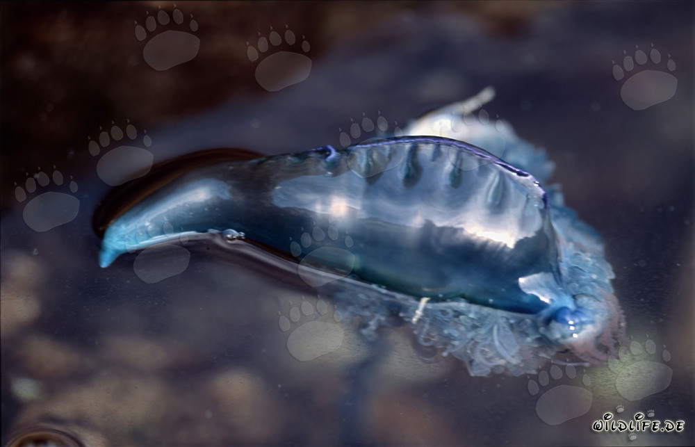 Fascinante Carabela Portuguesa en las aguas de Gansbaai, Western Cape, Sudáfrica
