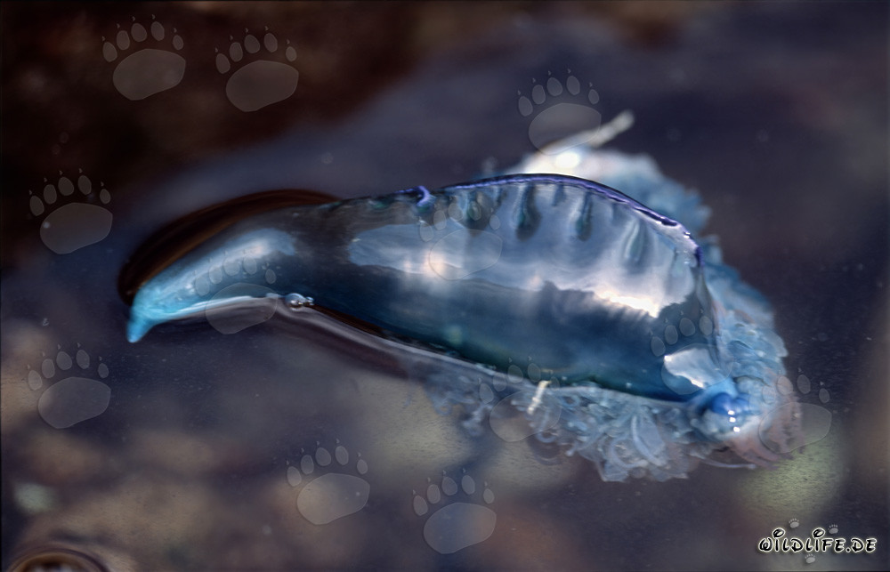 Fascinante Physalie utriculus dans les eaux de Gansbaai, Western Cape, Afrique du Sud