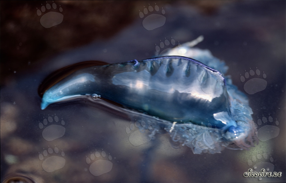 Fascinating Portuguese Man-of-War in the Waters of Gansbaai, Western Cape, South Africa