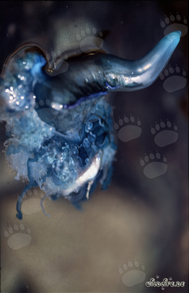 The danger of the Portuguese Man-of-War for fish off the South African coast