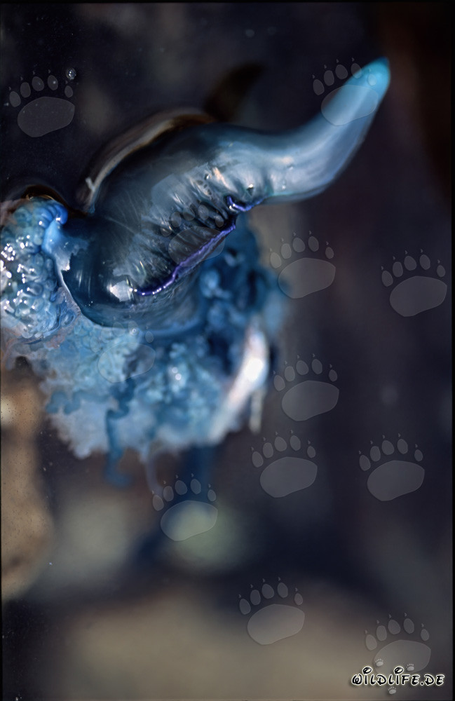 Beautiful, but very poisonous - Blue bottle